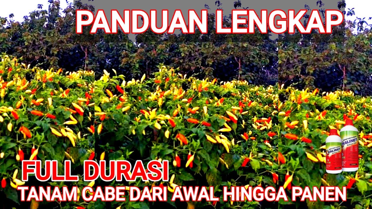 PANDUAN LENGKAP TANAM CABE..!! DARI AWAL HINGGA PANEN