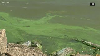 NOAA forecasts large Lake Erie algal bloom