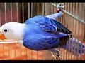 Warna Burung Lovebird Yg Bagus