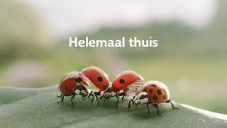 Essent TV commercial: Helemaal Thuis