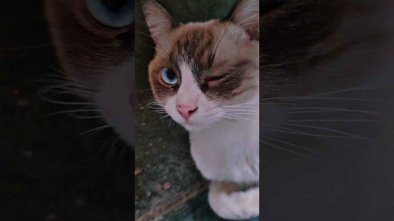 Paws up, it's Party Time Khong Sao Ca 