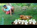 women Catch Wild Chickens in forest - Cooking Wild Chickens Eating Delicious