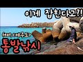 #통발 통발에 이게 잡힌다고!? 제주도에서 귀한녀석 잡다! 통발대물!!! 통발낚시 바다통발 통발낚시레전드 통발미끼 fishtrap 힐링영상