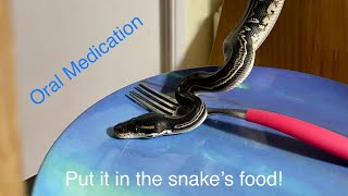 Putting Oral Medication in your Snake’s Food