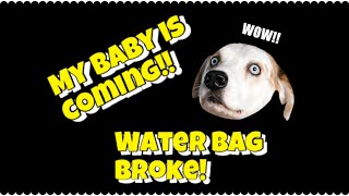 The baby is coming! by Lance and Mommy Shaw 194 views 3 years ago 5 minutes, 18 seconds