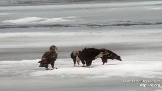 Mississippi River Flyway    Raccoon , Big Fish and  Eagles