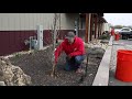 How should you properly mulch around a tree? Can too much mulch hurt the tree?