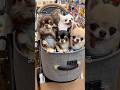 甘々な飼い主の推し活🐾前半#shorts