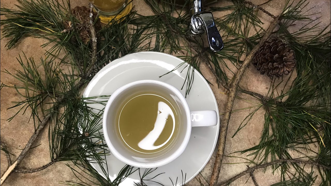 Wellness Wednesdays-How To Make Pine Needle Ice Tea/ Tea By: Listen To Your Body