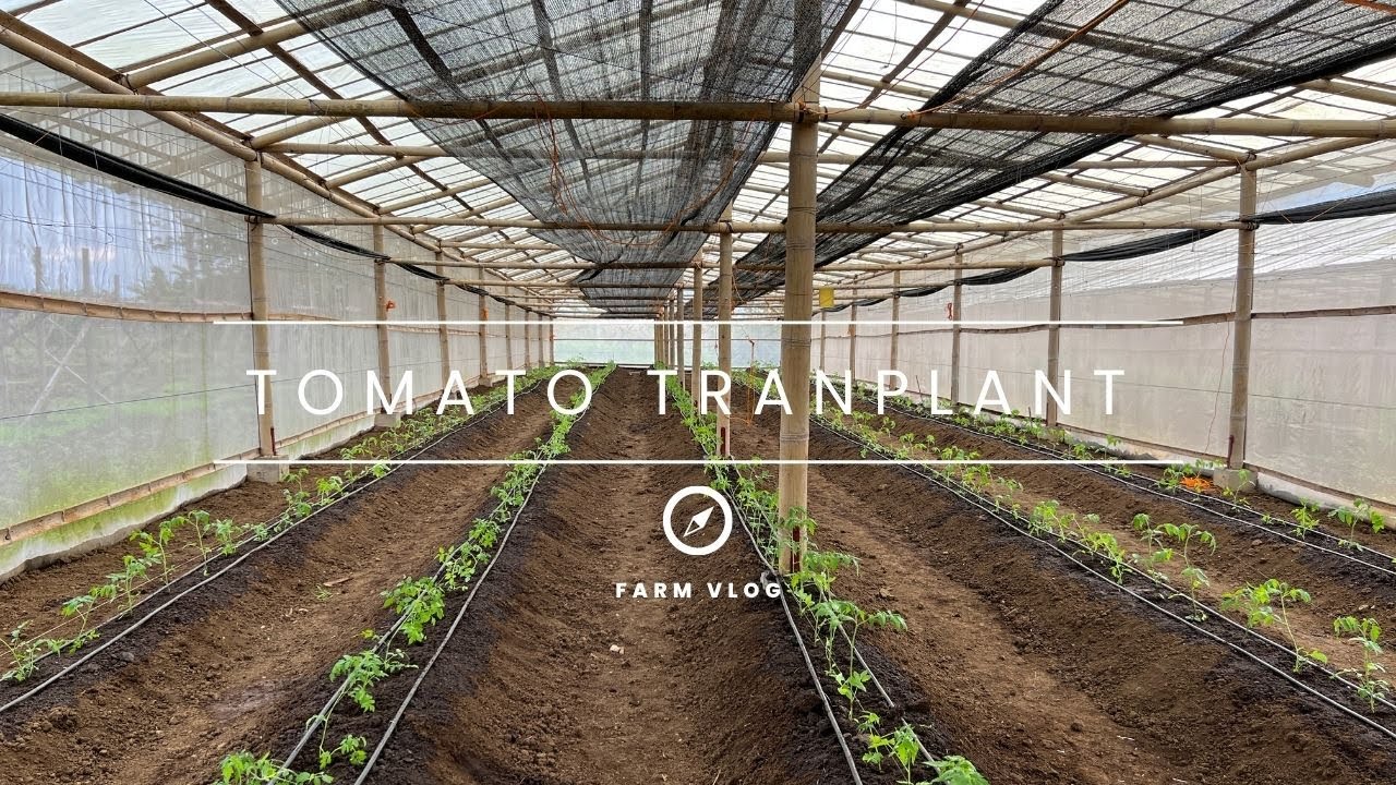 Drip Irrigation | Tomato Transplant | Greenhouse
