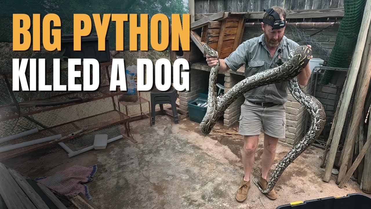 Big African Python kills family dog -  Time to catch this snake!