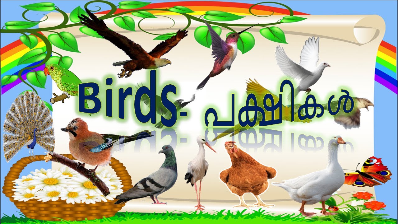 Birds Name Of Birds In Malayalam And English പക്ഷികളുടെ പേരുക