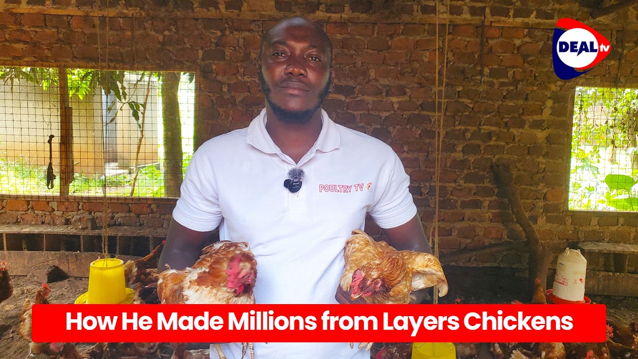 Make Millions from Layers Chickens Like Kasozi Robert Bukenya