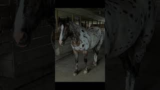 Yahtzee 4 Year Old Appaloosapercheron Gelding