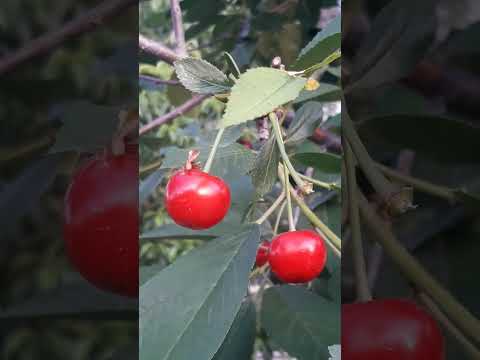 ز ریشه تا به ثمر صد هزار مرحله طی شد که کرد این همه قاصد به خود رسیده ما را