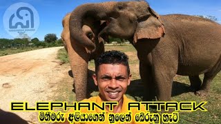 Elephant attack  / මිනිමරු අලියෙක්ගෙන් නූලෙන් බේරුනු හැටි #elephant #elephantattack #zoo