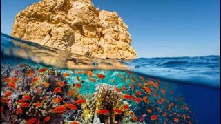 Diving in the Red Sea.