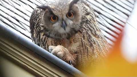 De Oehoe in de Blankaart.