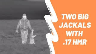 .17 HMR Hunting - Two jackals down