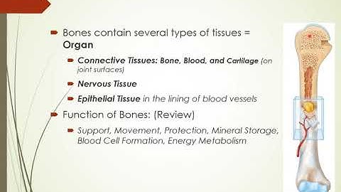 Chapter 6 Bone Tissue