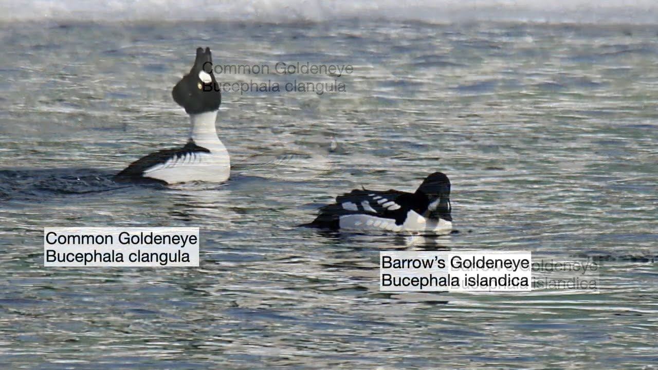 Common Goldeneye Vs. Barrow's Goldeneye photo differences Oswego New York photos taken 2/9/2026.