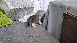 Cute kitten falls into the abyss