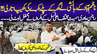 USA Goat Farm | Nazimabad Goat House | Goat Mandi | Cow Mandi | Goat Market | Bakra Eid Janwar