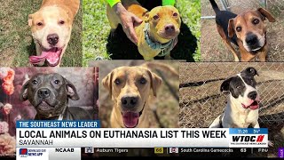 6 dogs on euthanasia list this week in the Coastal Empire, here’s how you can help