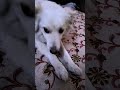 #dog#love #viral #dogvideo #viralreel #doglife