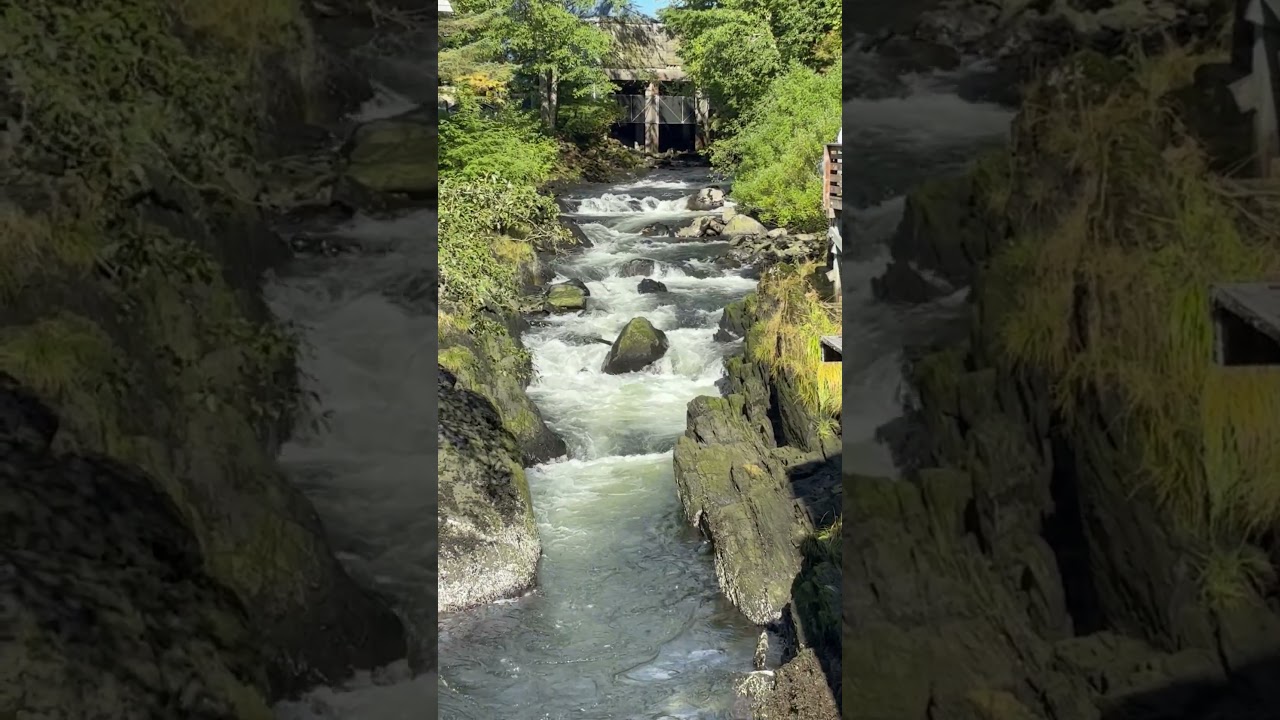 Salmon Creek on my Alaskan Cruise