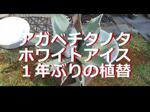 大株1年ぶりの植替（アガベチタノタホワイトアイス） - YouTube