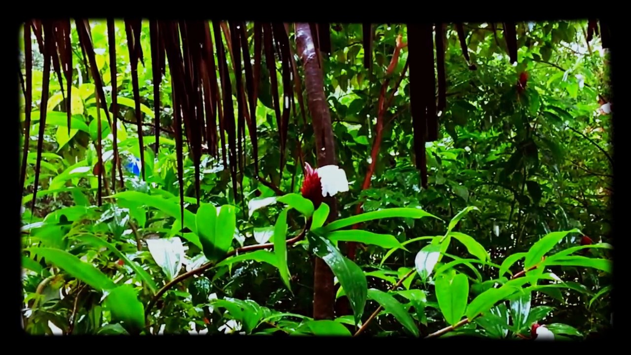 Nicola Cruz x History of Colour - Paruma