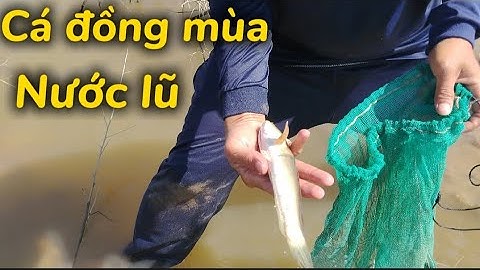 Bữa nay tiếp tục đi kích cá đồng mùa nước lũ quá trúng, cá linh nấu canh chua #t43#locnguyenag 