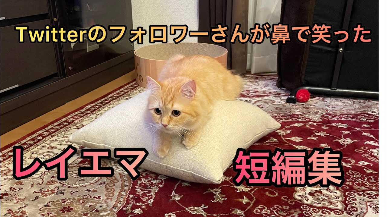 頭上には かいくぐった猫よけ 水槽にイタズラして叱られた猫 愛嬌たっぷりのフリーズ あ ダメですよね 21年8月5日 Biglobeニュース