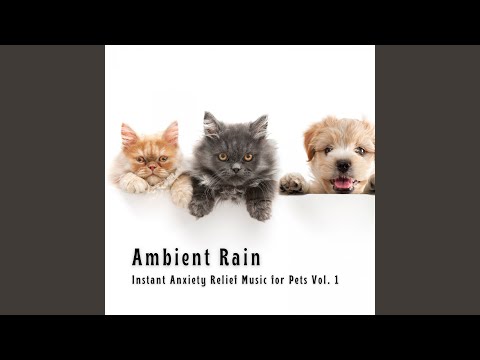 Calming Daybreak Rain Sound