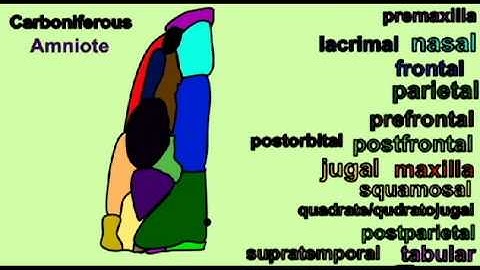 PL JOURNAL9: TURTLE FOSSILS: TESTING THE EVOLUTION, CREATION, DESIGN MODELS