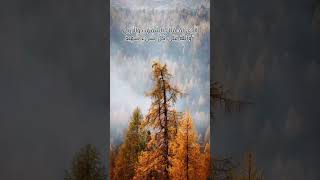 سورة البروج. القارئ هشام الهراز @amm