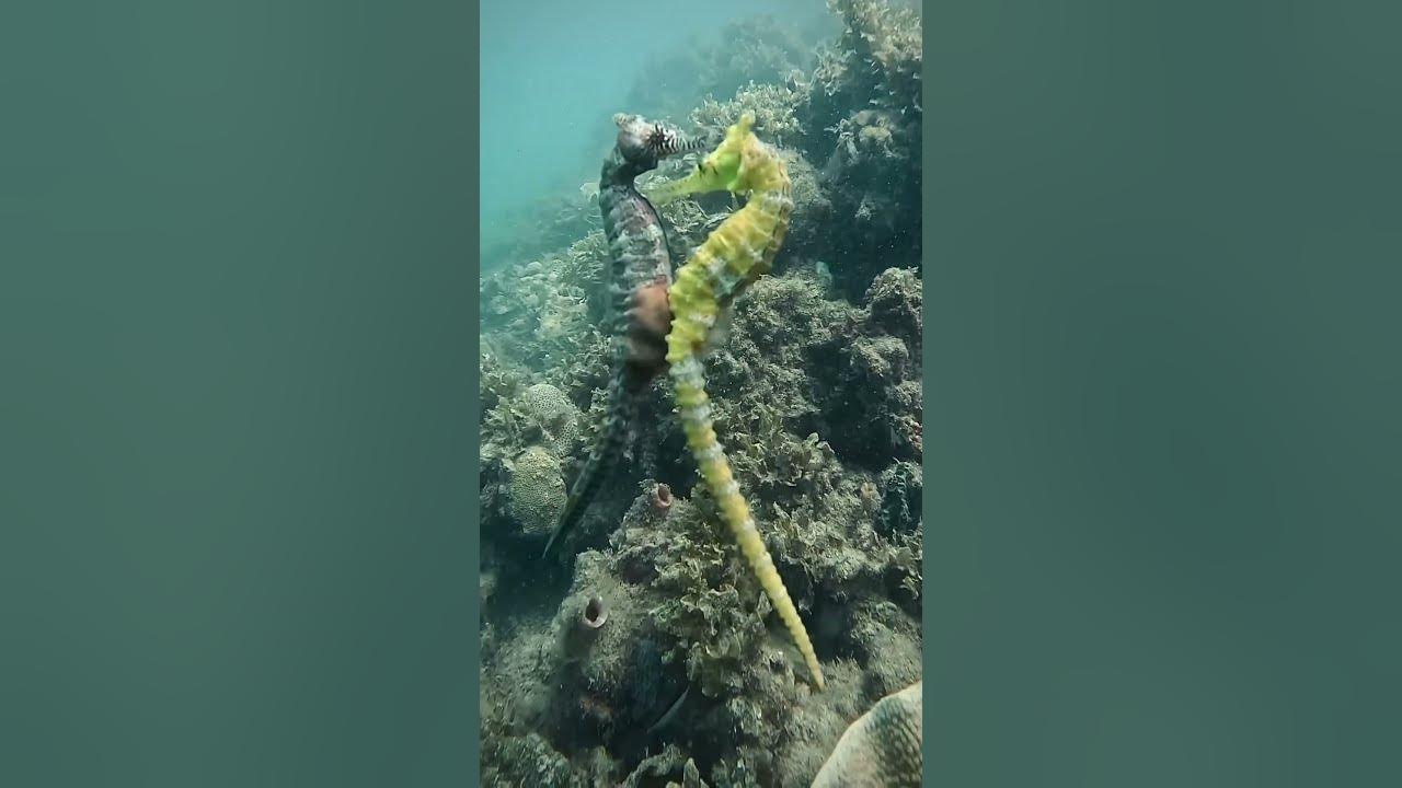 seahorse-mating-ritual-youtube