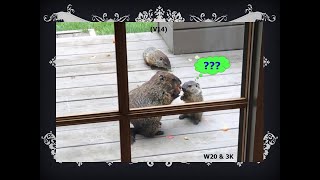 Woodie Annoyed With Another Baby Woodchuck Cess