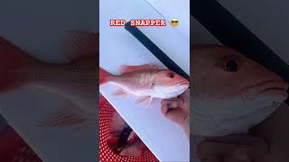 RED SNAPPER FISHING #tackledirect
