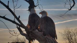 Decorah Eagles-Copulation On SkyWalk\&Perching In The Sunset\&Wow Closeup