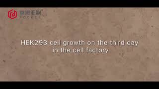 Fudau Biotech