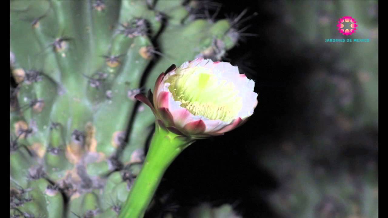 mágico momento en que abre la flor del cactus cereus youtube