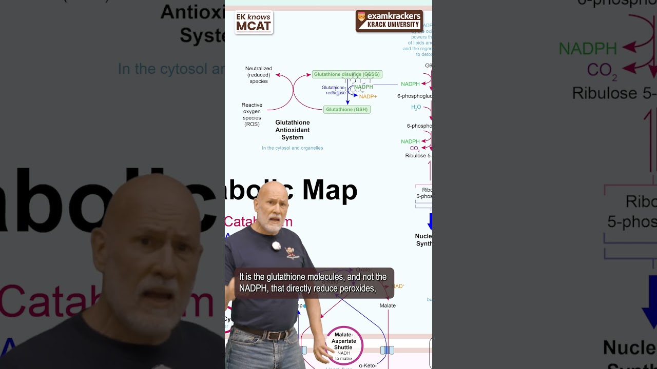 glutathione pathway youtube Regeneration of MCAT - 1 Minute Metabolism G6pd deficiency