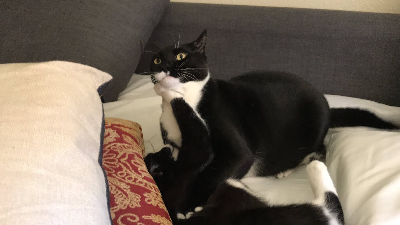 Cat Rumble Tuxedo cat rumble - YouTube
