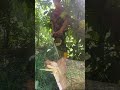 technique for tidying up the stump #woodworking #chainsaw #wood #sengonwood
