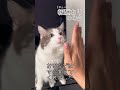 賢い猫ならフェイントに引っかからない説