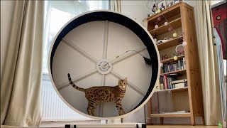 Cody's Catswheel - Ifness Bengal Cattery by Ilona Koeleman-Lubbers 21 views 8 days ago 1 minute, 19 seconds