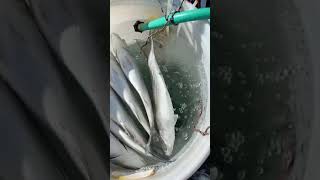 美国钓鱼爆桶了