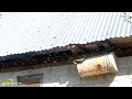 Apis cerana desi honey bees swarm coming in my long hivebeekeepingkashmir